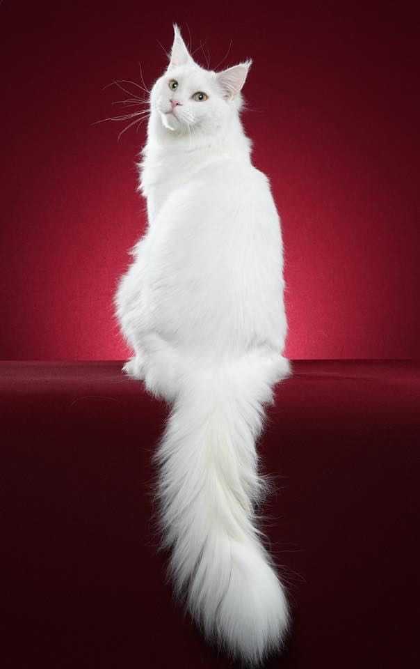 好看的凯米尔色缅因猫长啥样