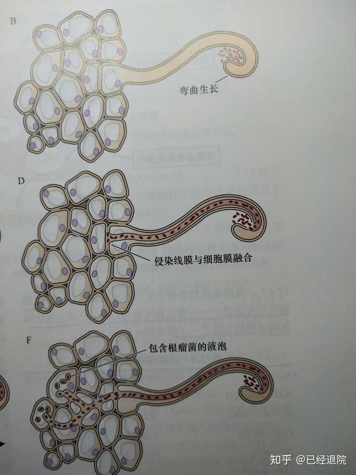 根瘤菌是如何帮植物固定氮气的? - 知乎