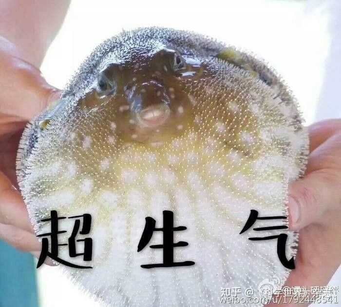 河鲀(河豚)是怎么充气膨胀的,哪里来的气?