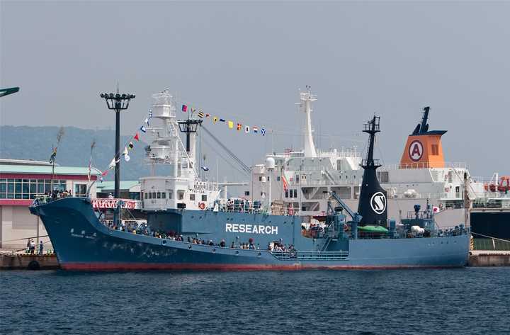 其次,日本远海的捕鲸船队只有5条船——母船日新丸一条(8145吨,用来
