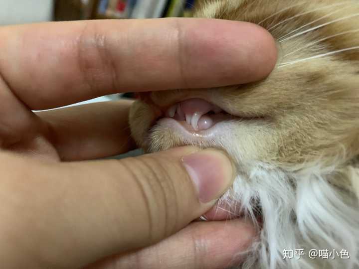 养猫之后会慢慢讨厌猫吗 知乎