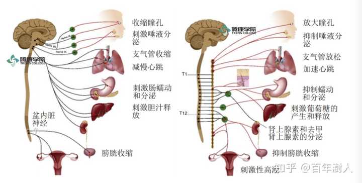 副交感神经活跃交感神经不活跃是什么意思？ - 知乎