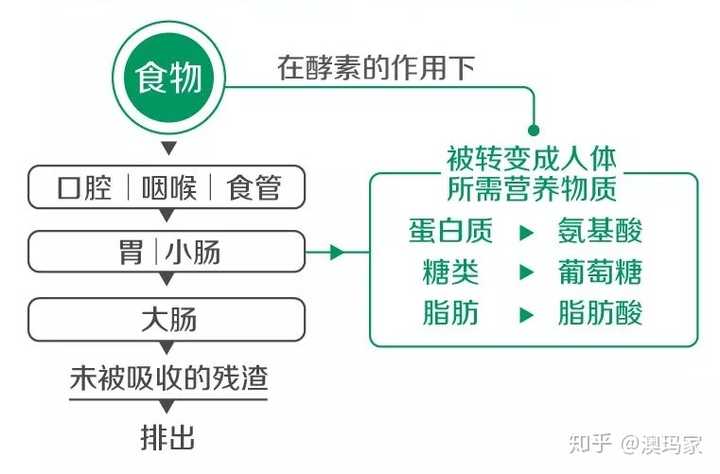 酵素能辅助减肥吗 知乎 酵素能辅助减肥吗 知乎