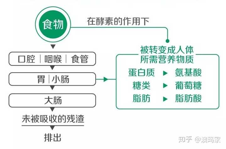 酵素能辅助减肥吗 知乎