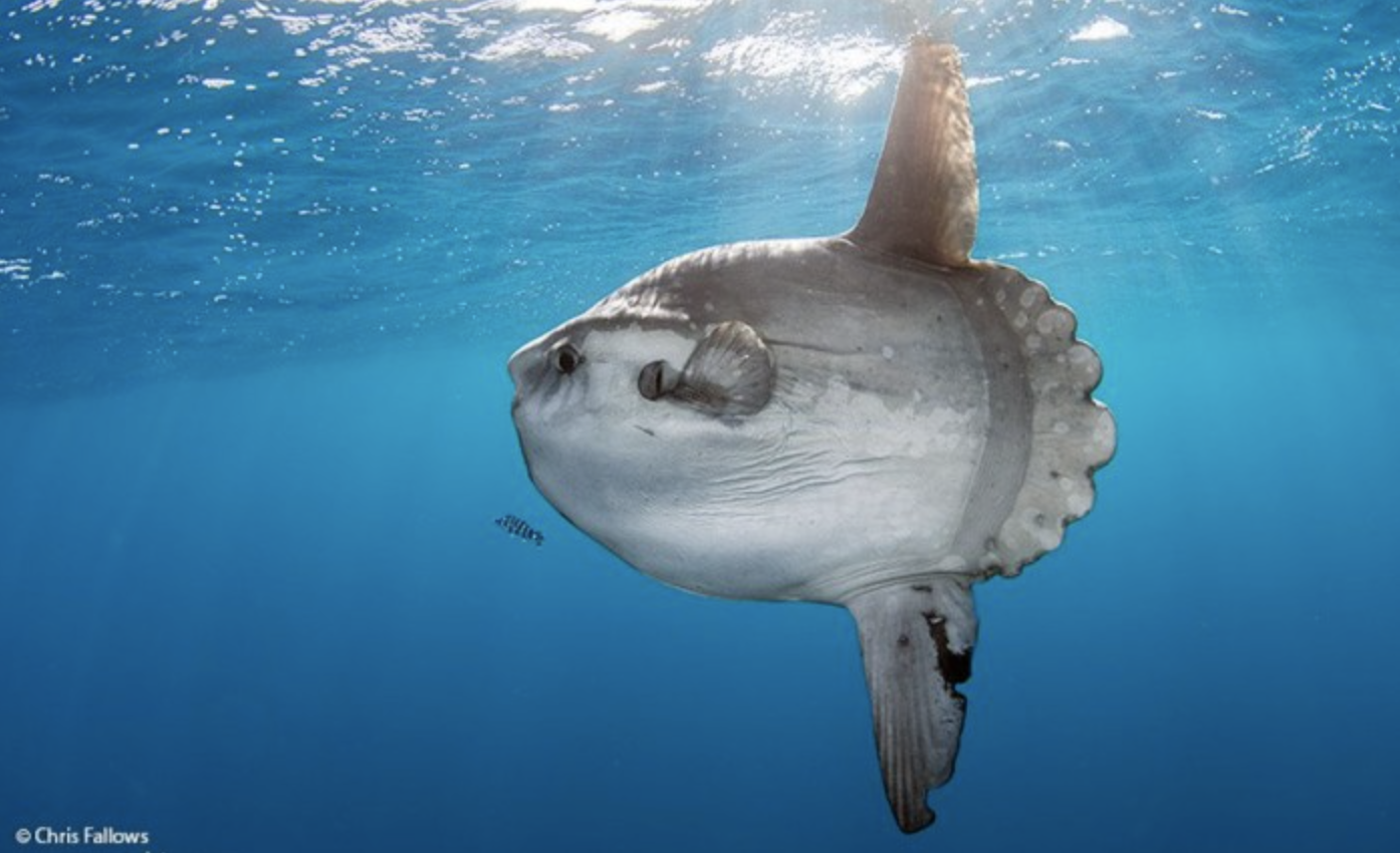 我要推荐给大家的是生活在海里的不常见的可爱生物——molamola