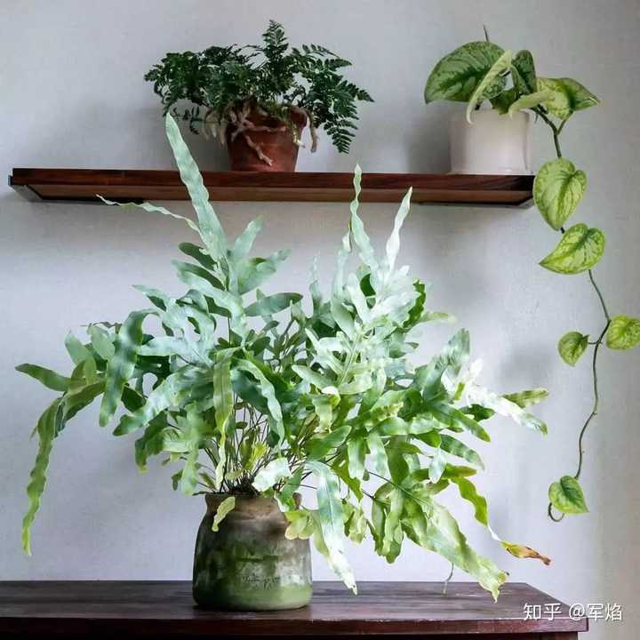 有什么适合室内养的植物 不长虫好打理不需要阳光 知乎 有什么适合室内养的植物 不长虫好打理不需要阳光 知乎