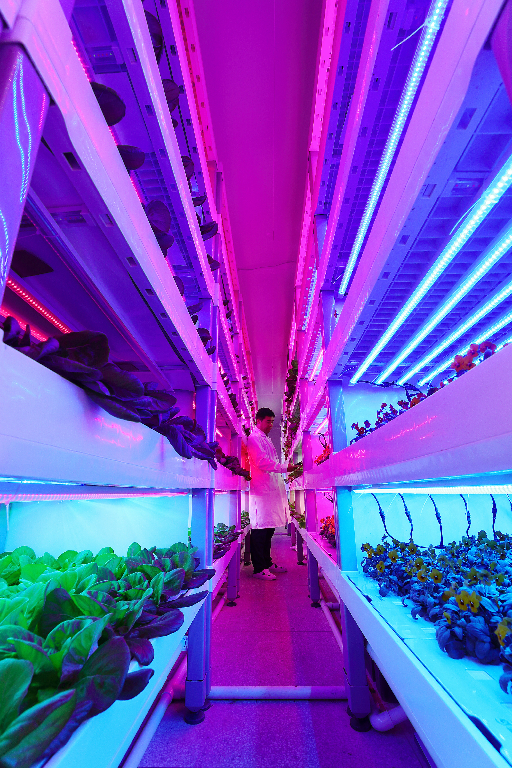 室内植物通过灯光可以进行光合作用吗 知乎 室内植物通过灯光可以进行光合作用吗 知乎
