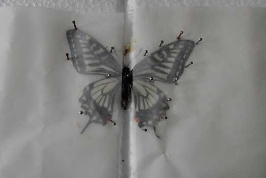 如何制作蝴蝶标本 知乎