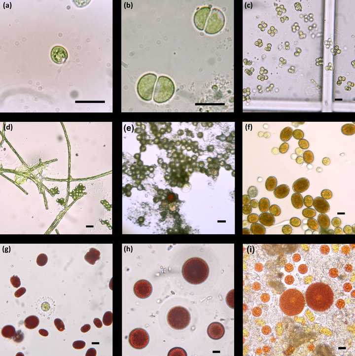 绿雪,褐雪和红雪代表物种的显微图像 来源:附注1的补充材料,正文不