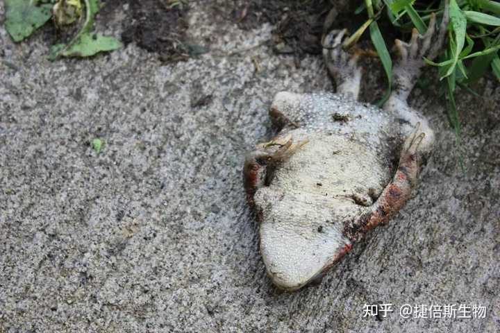 常见的真菌种类有哪些? - 知乎