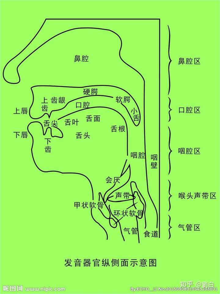 以上图中的汉字为坐标,从「口腔