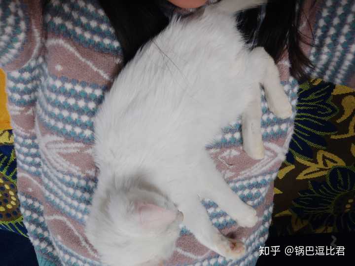 花枝鼠和猫咪哪一个陪伴型更好 知乎 花枝鼠和猫咪哪一个陪伴型更好 知乎