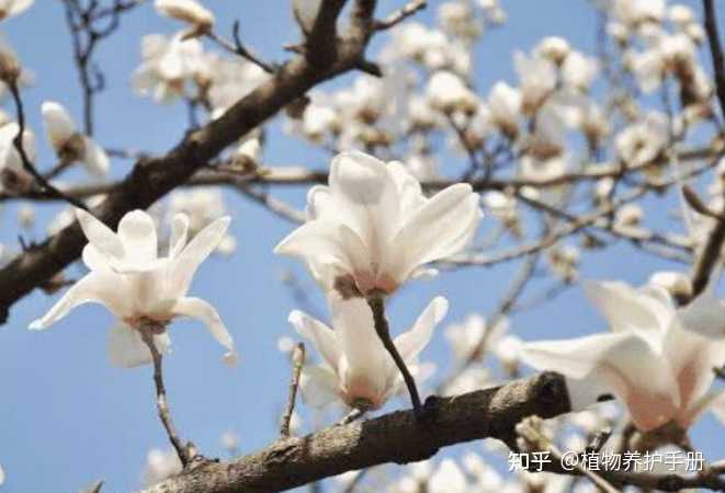 玉兰的叶子为何枯黄脱落，花期变短？ - 知乎