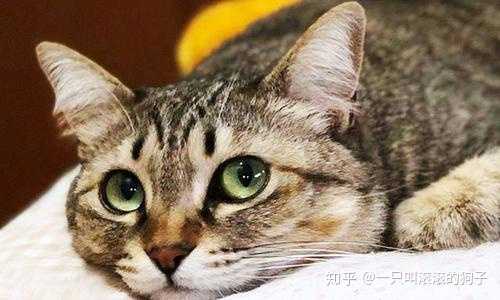 猫打架伤到眼睛了，要怎么处理？ - 知乎