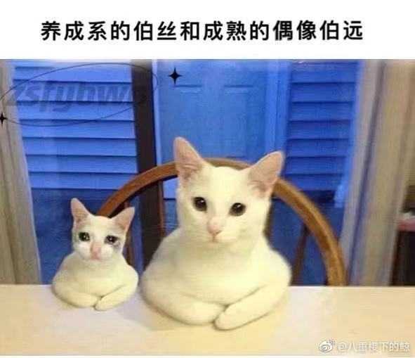 选秀中有哪些逆天改命的选手 知乎