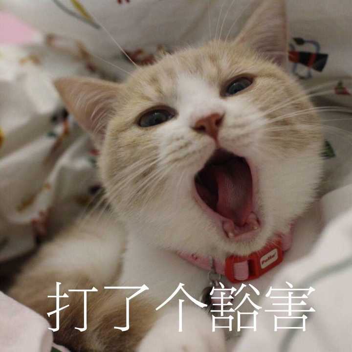 当杠精是一种怎样的体验?