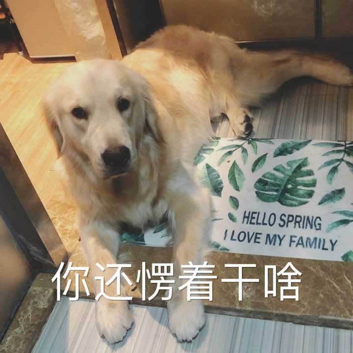 狗是怎么理解离别的 知乎