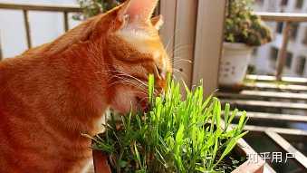 猫薄荷为什么会使猫嗨起来 知乎 猫薄荷为什么会使猫嗨起来 知乎