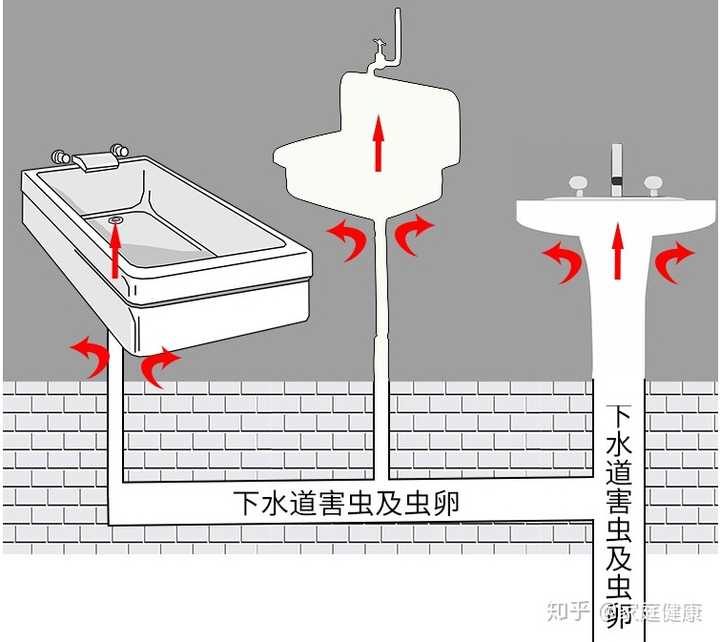 怎么处理厕所中不断产生的小飞虫(蛾蚋)?