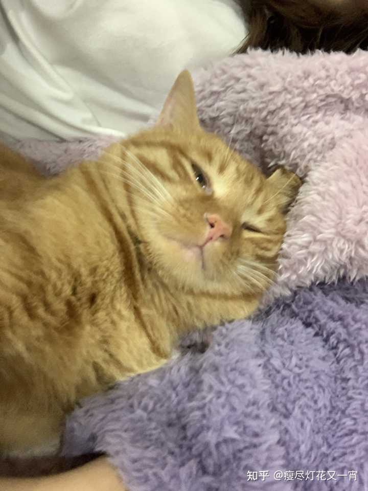 土猫可以当成宠物猫养吗 知乎