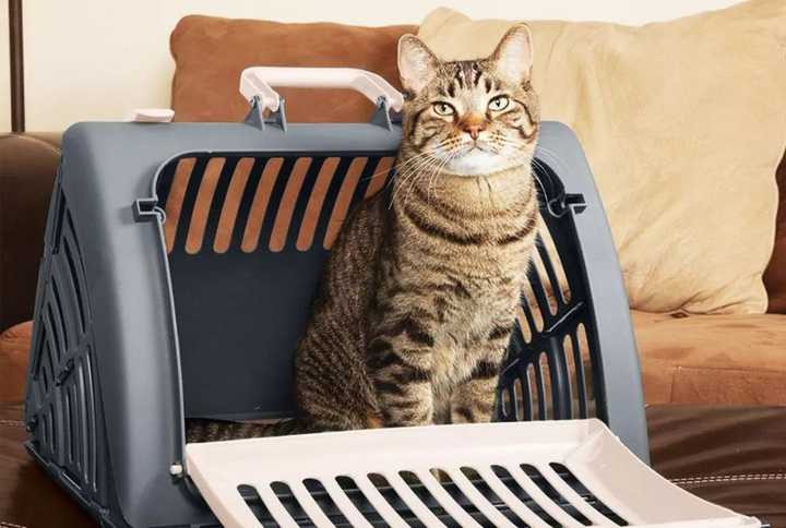 春节假期你是如何带宠物回老家的 知乎