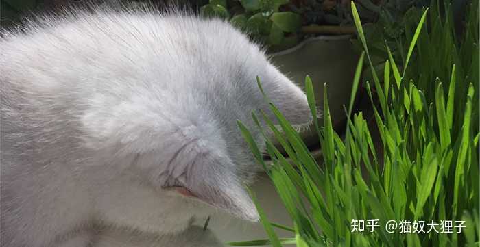 猫草 为什么这么吸引猫 知乎