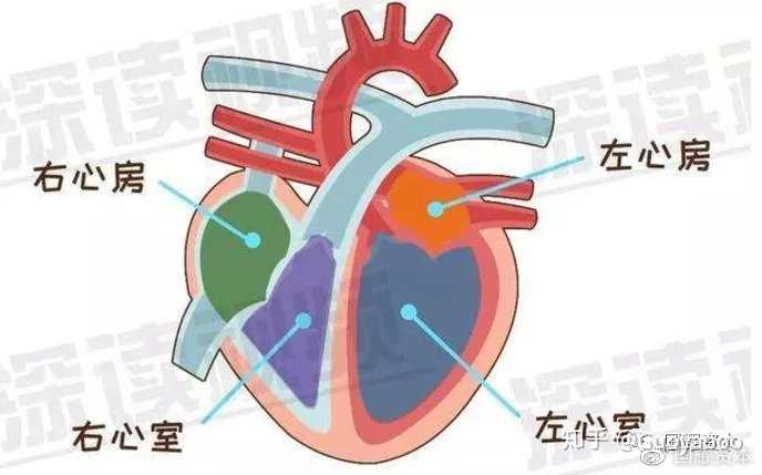 →房室结→房室束（又称希氏束）→左、右束支→左、右心室，如下图——