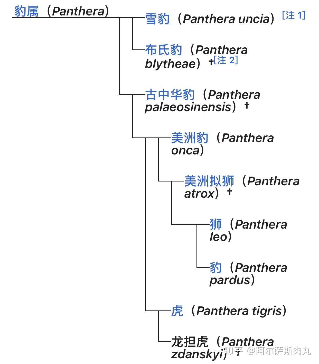 似虎非虎龙担虎pantherazdanskyi