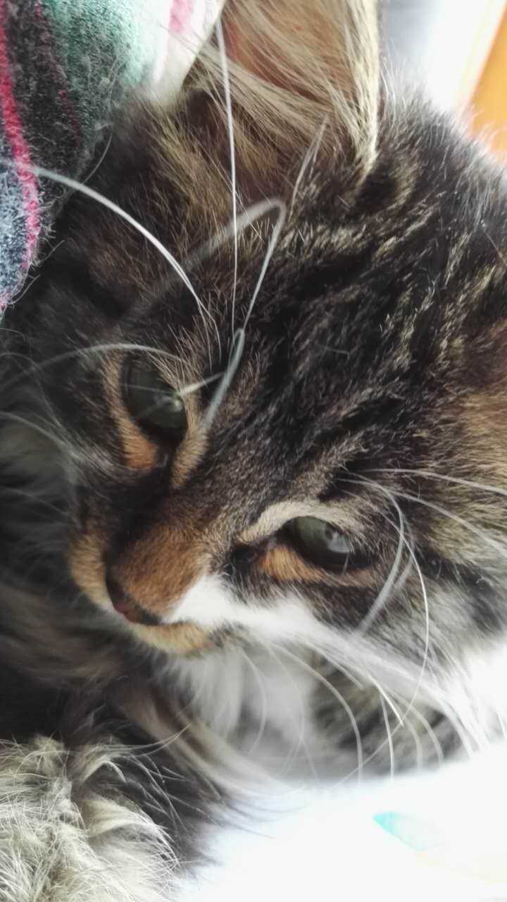 我妈说它们的眼神中都带着怨毒,可正因为这样,让人觉来越觉得可怜.