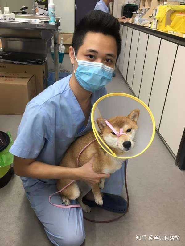 即使有防护 宠物医生 兽医 也经常被猫狗抓咬到吗 知乎 即使有防护 宠物医生 兽医 也经常被猫狗抓咬到吗 知乎