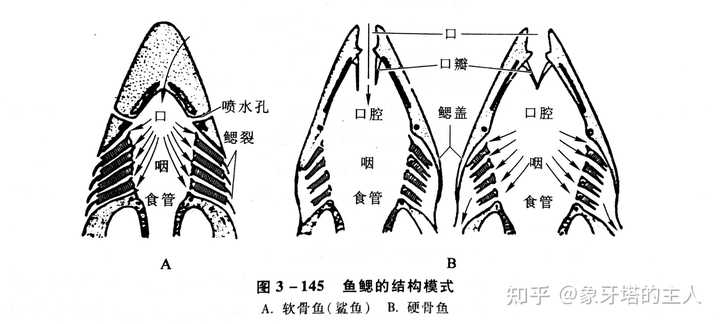 书鳃名词解释 书鳃书肺名词解释 完全变态名词解释
