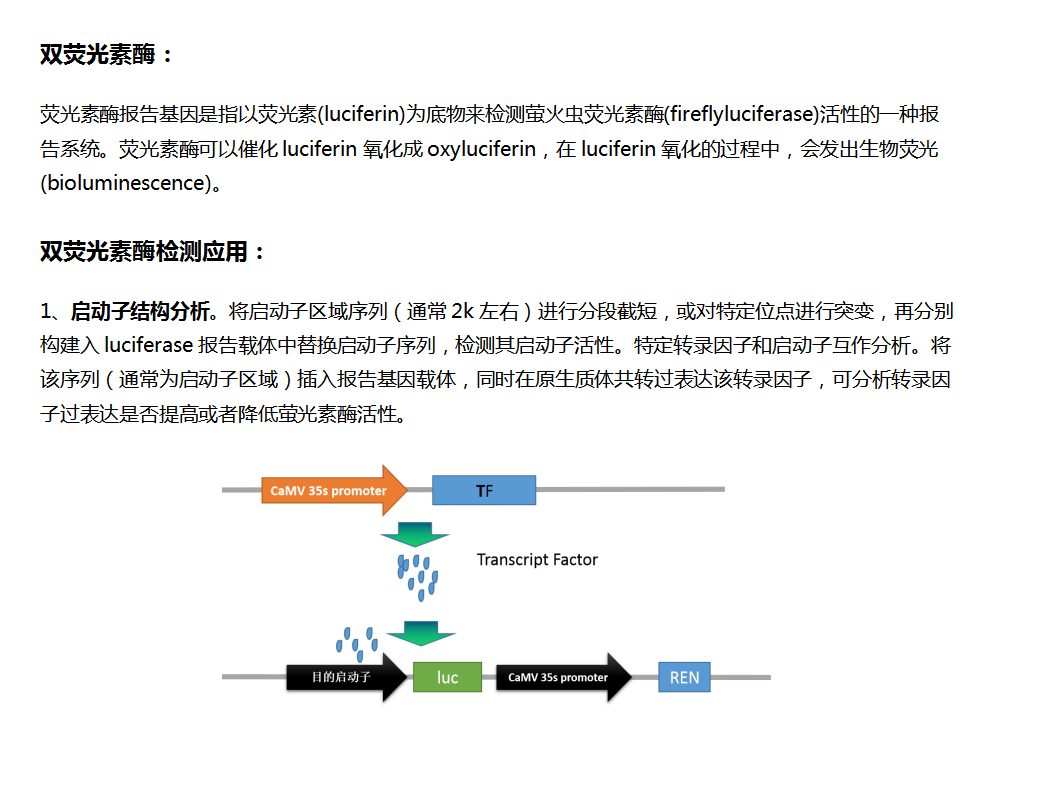 非知名研究僧 的想法: 双荧光素酶报告基因检测是现代分子生物学