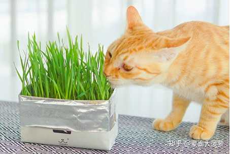 猫草是什么 有什么作用 怎么种 知乎