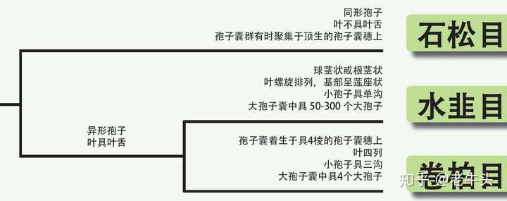 植物是怎么分类的 知乎