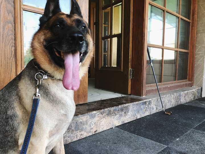 遛狗的时候遭遇德牧怎么办?