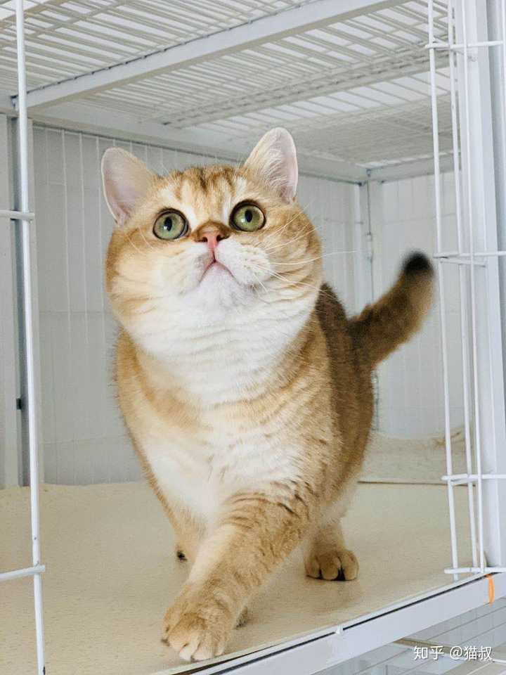 为什么我家猫咪的眼睛外圈儿是蓝色里面是黄色 知乎