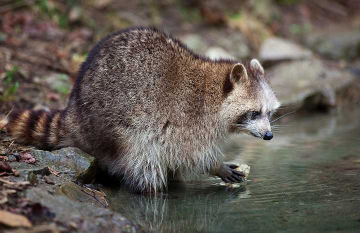 为什么浣熊喜欢洗东西?