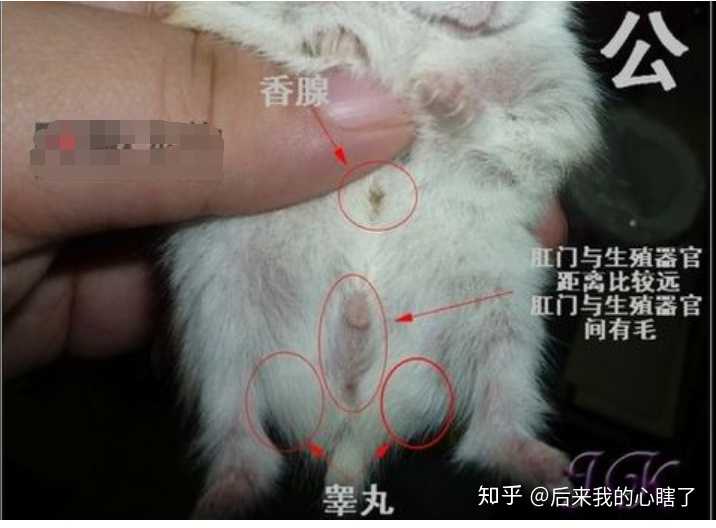 公仓鼠的生殖结构图图片