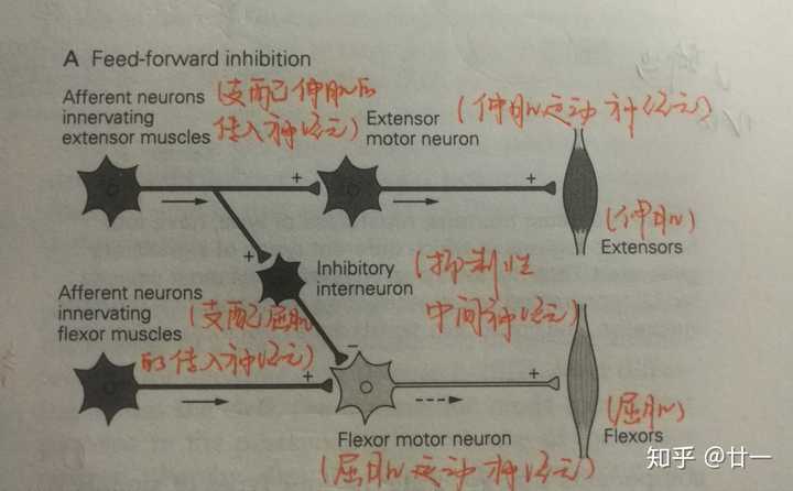 神经科学中的前馈抑制和反馈抑制应该如何理解？ - 知乎
