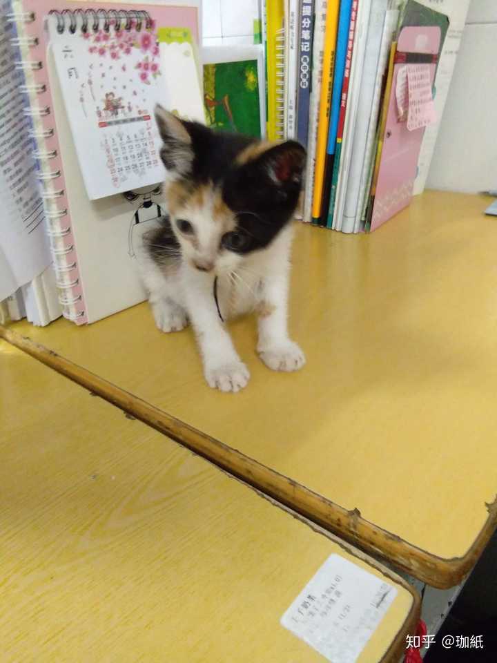 养了很久的猫 突然一天走出门就再也没回来过 你是什么心情 知乎