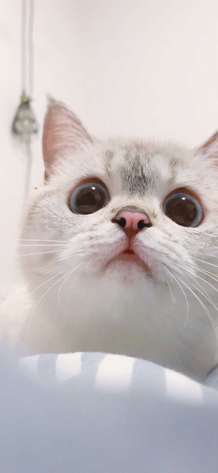 有没有可爱到爆的猫猫壁纸～?