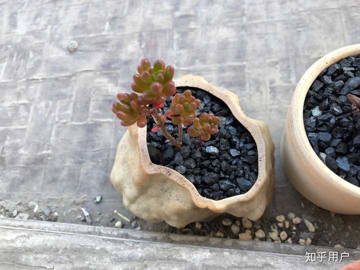 现在淘宝上多肉植物的补光灯靠谱吗 知乎 现在淘宝上多肉植物的补光灯靠谱吗 知乎