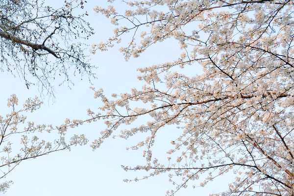 无锡鼋头渚赏樱花是否值得一去？