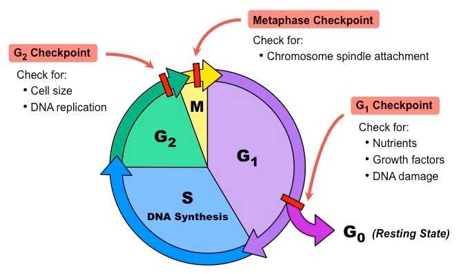 什么是细胞周期？细胞周期时间如何确定？ Biology Diagrams