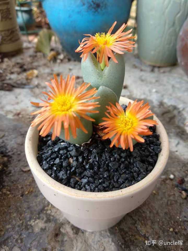 后来自己也上网看一些大神养多肉,看贴吧等等的,然后自己慢慢摸透如何