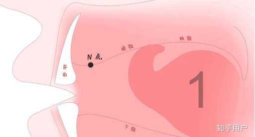 你们平时舌头是怎么放在嘴里的？ - 知乎