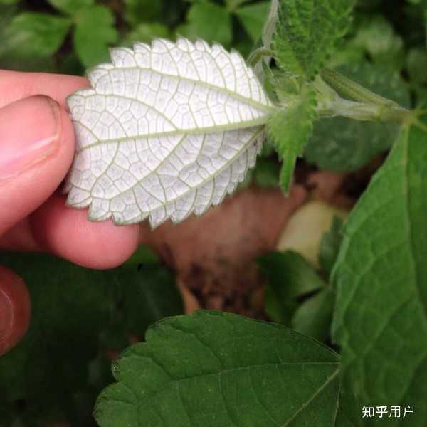 植物叶枕为什么大部分都是白色的？ - 知乎