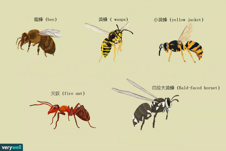 为什么蜜蜂的针连着肠子 它的生物学意义是什么 知乎