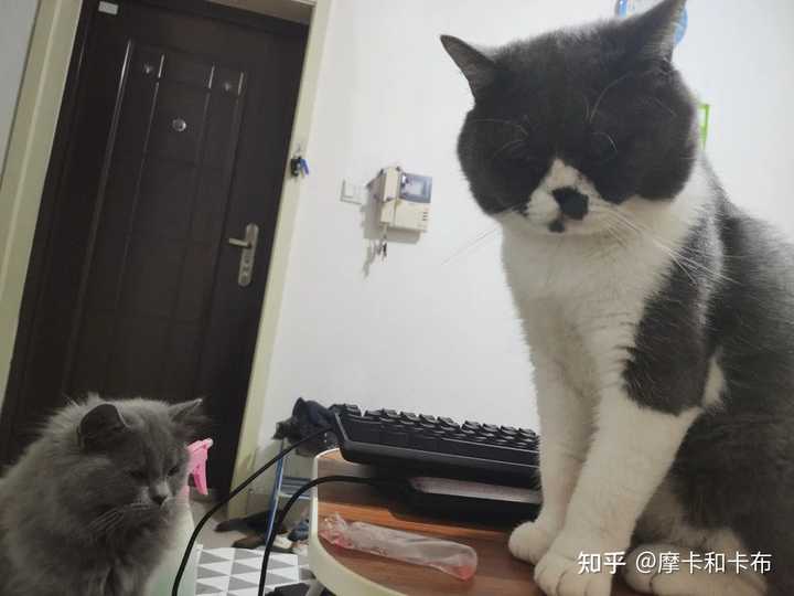 怎么改掉猫偷吃东西的坏习惯 知乎