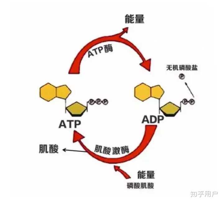 打羽毛球会影响增肌么? - 知乎